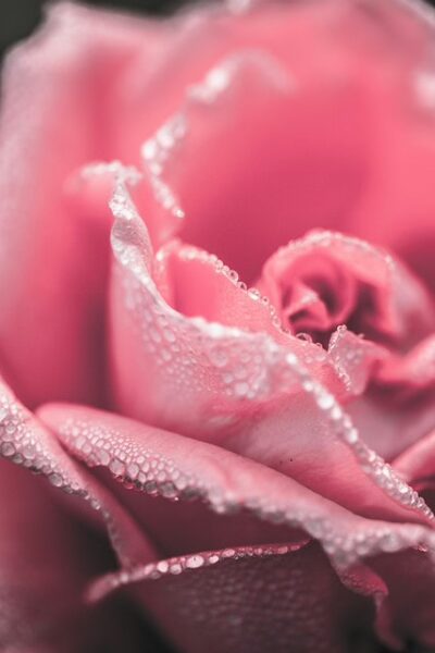 Fleur rose, soutien aux femme en l'honneur d'octobre rose. Coutumes et rituels