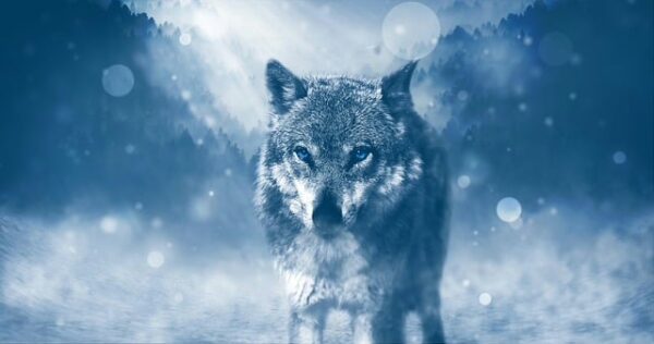 Les animaux comme guides spirituels sont une idée commune dans de nombreuses traditions spirituelles, notamment dans le chamanisme, la Wicca, et d'autres pratiques mystiques.