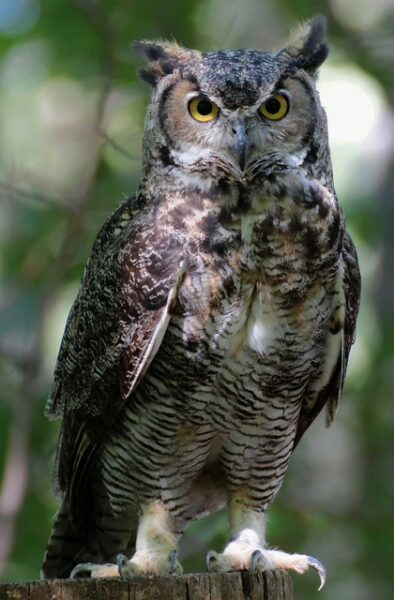 Le hibou : Nocturne et silencieux, il symbolise la sagesse, la réflexion, et la capacité de voir au-delà des illusions.