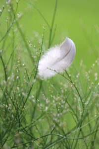 Découvre la symbolique spirituelle des plumes. Plume blanche, noire ou colorée : que signifient-elles vraiment ? Signe, message ou protection divine ?