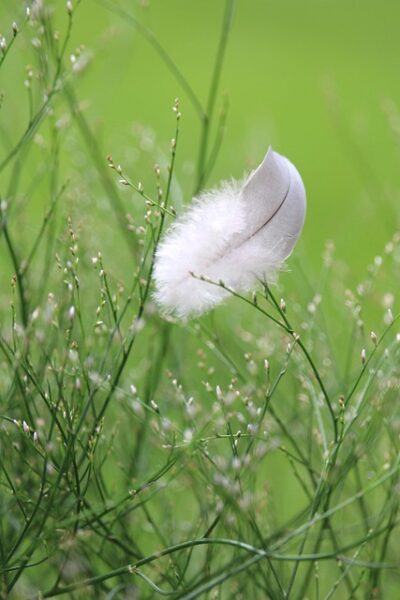 Découvre la symbolique spirituelle des plumes. Plume blanche, noire ou colorée : que signifient-elles vraiment ? Signe, message ou protection divine ?